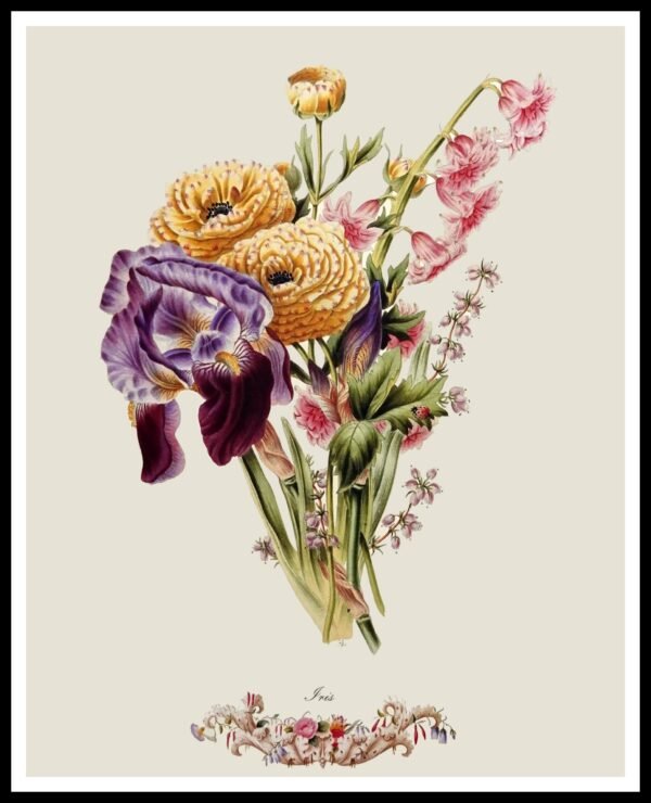 PTR JA04 Iris (Antique Prints)